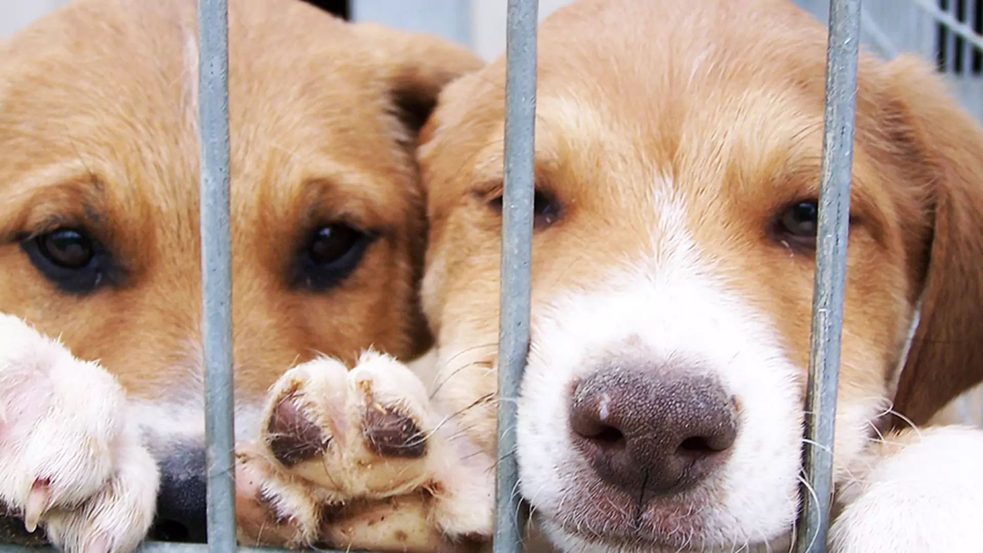 Miłość ponad cierpienie! Oto jak zmieniają się zwierzęta po adopcji. Zobacz wzruszające zdjęcia