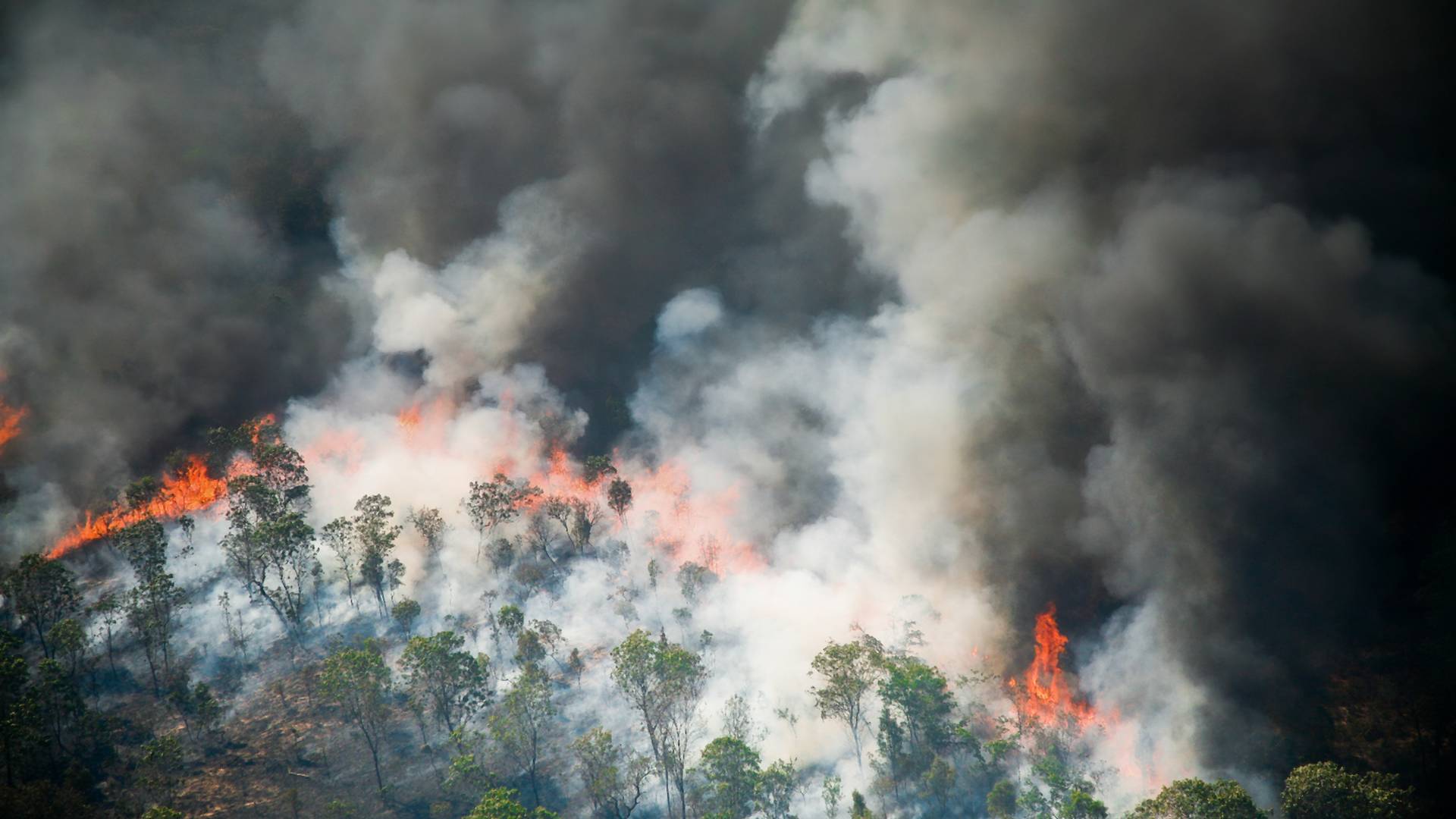 Amazonia płonie. Najwięcej pożarów lasów od 15 lat