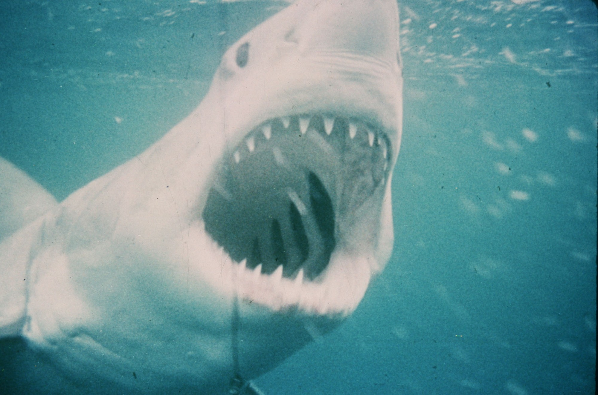 Film Čeľuste nahnal mnohým ľuďom strach.