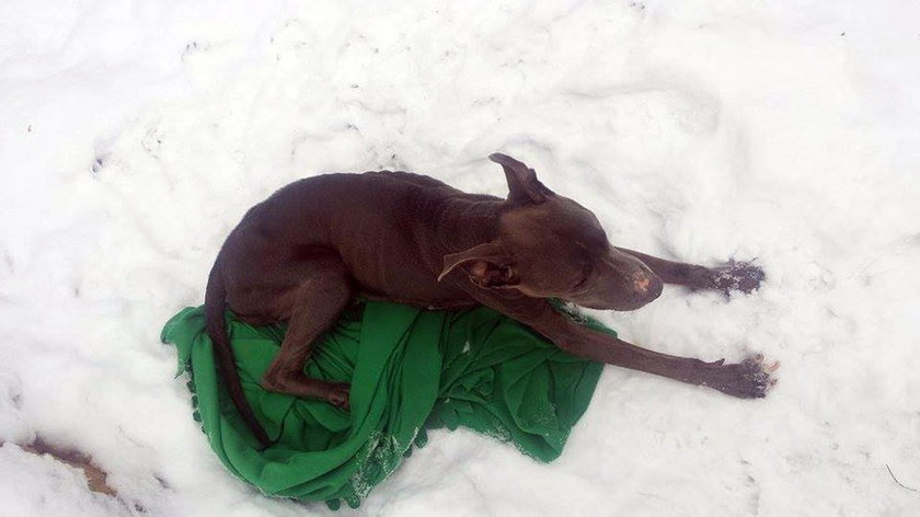 Ktoś porzucił w lesie wycieńczonego psa. Do akcji wkroczyli internauci