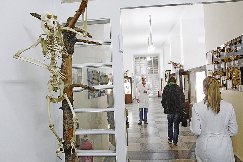 U Noći muzeja 21. maja moći ćemo da vidimo ovu kolekciju od skoro 1.200 eksponata, koji se sakupljaju još od 1938. godine, pa i skelet ovog majmuna