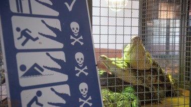 uciekał przed słoniem do rzeki, wpadł w paszczę krokodyla. tragiczny k