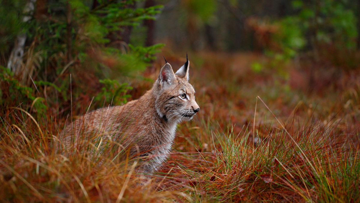 Pod hasłem #PiątkaDlaRysia ruszyła lokalna akcja społeczna kanału Nat Geo Wild z WWF Polska na rzecz rysia nizinnego. Działania prowadzone są w ramach „Miesiąca z wielkimi kotami” – cyklu programów telewizyjnych poświęconych wielkim kocim drapieżcom, które emitowane są na kanale codziennie od godz. 18:00.