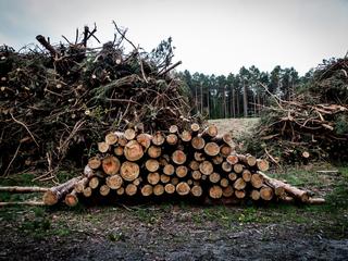 W 2021 r. Polska wyeksportowała około czterech milionów metrów sześciennych drewna. Organizacje ekologiczne od dawna alarmują, że lasy są wycinane nadmiernie, a pod piłami znikają też drzewa z obszarów cennych przyrodniczo