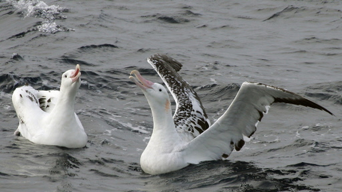 "Newsweek": Lindsay C. Young z University of Hawaii udokumentowała istnienie długotrwałych związków homoseksualnych wśród zwierząt. To pary albatrosów żyjących na Hawajach.