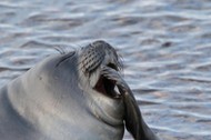 southern elephant seal (Mirounga leonina), pup, Falkland Islands