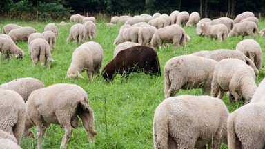 Kolega urzędnika z Gdańska wygrał przetarg na wypas owiec. "Zawiadomimy CBA"