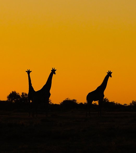 Etosha Park - Namibia