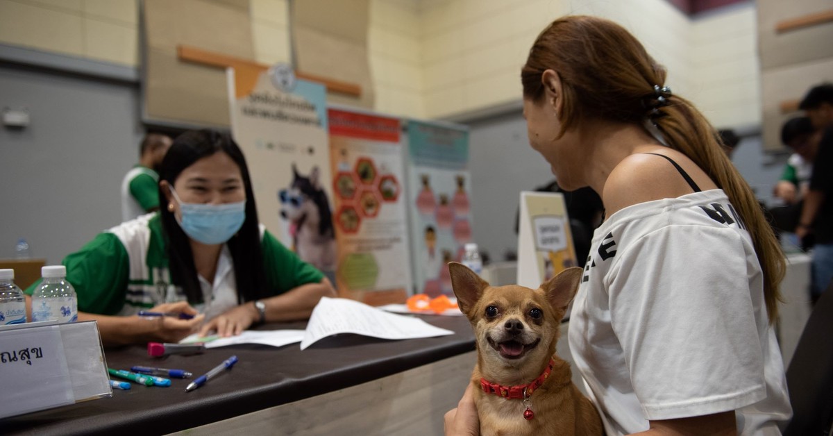 Obowiązkowe czipowanie psów i kotów w całej Polsce. Rząd przyjął projekt ustawy o Krajowym Rejestrze Oznakowanych Psów i Kotów KROPiK
