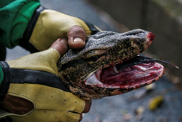 A park worker holds a monitor lizard at Lumpini park