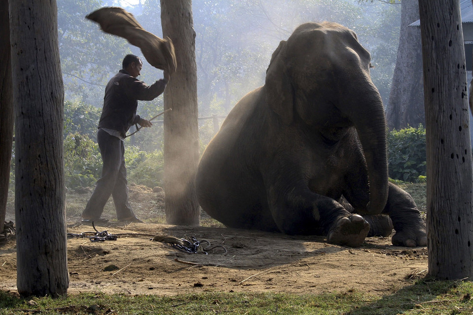 Chitwan, konkurs piękności dla słoni