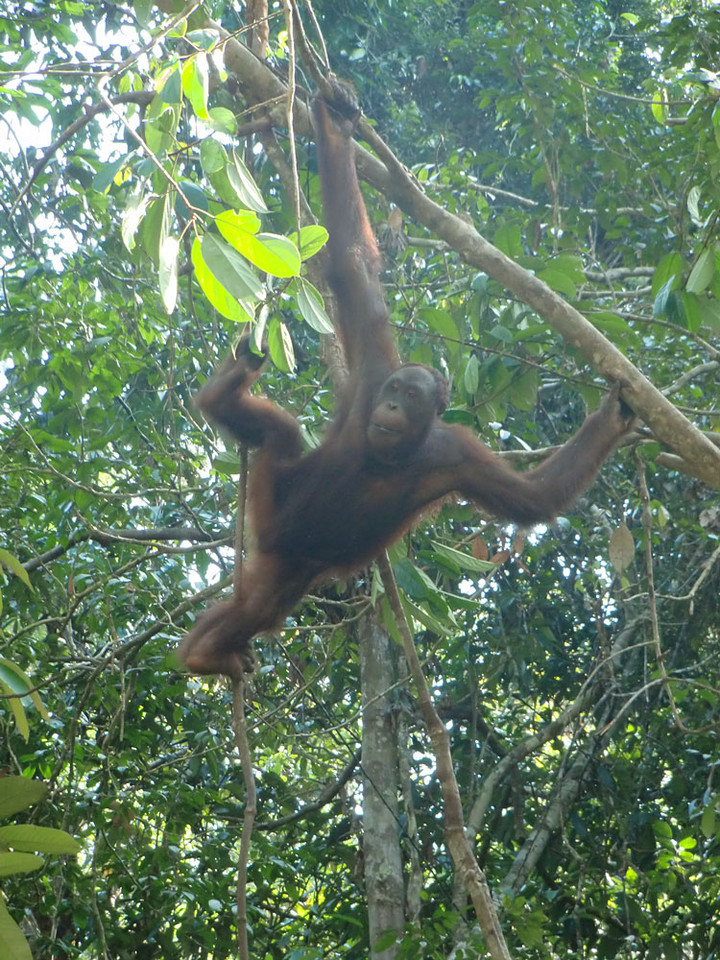 Borneo, Semenggoh Wildlife Centre