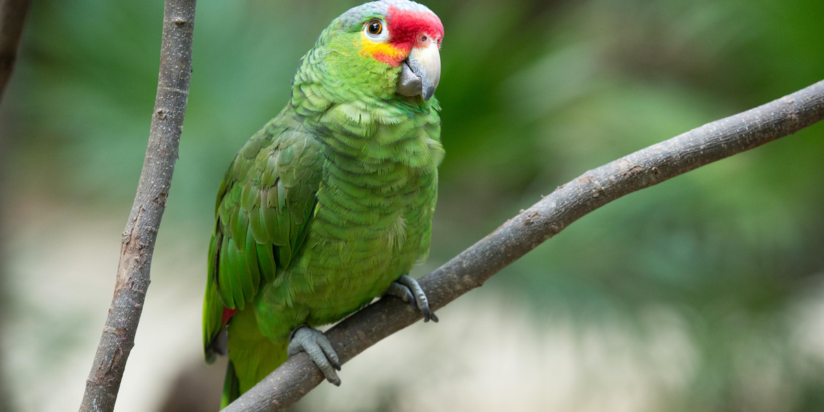 Papugi w Indiach pustoszą plantacje maku