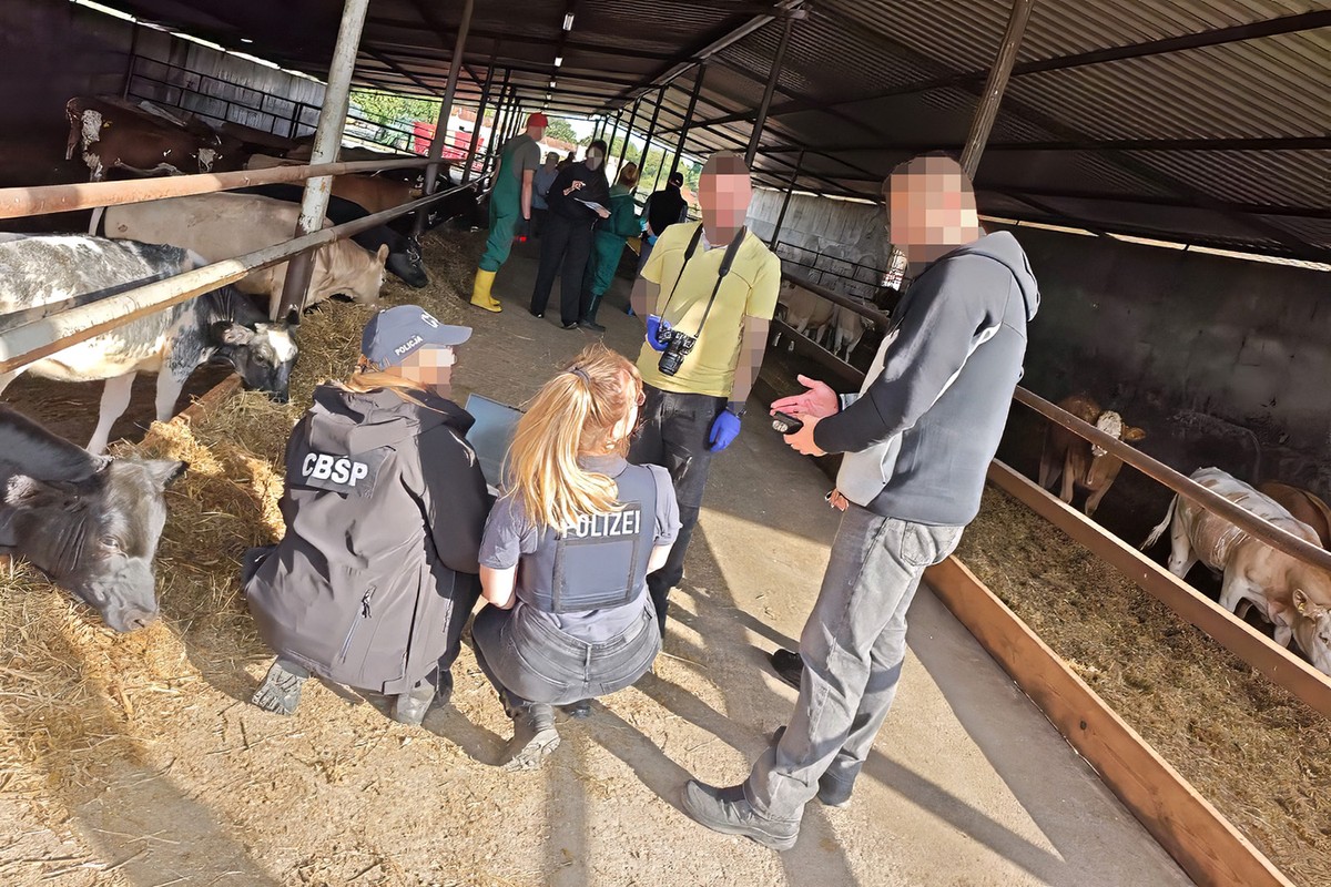 CBŚP rozbiło gang kradnący bydło w Niemczech: odzyskano 159 krów