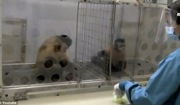 290506_majmuni-eksperiment02