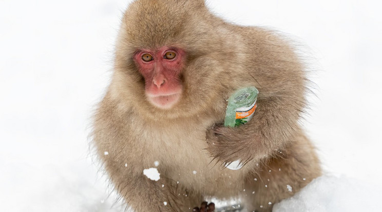 Kézfertőtlenítő majom / Fotó: Profimedia