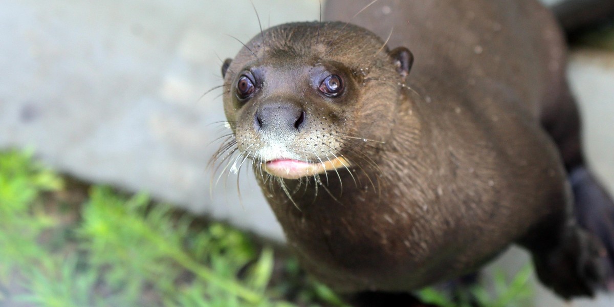 Zakochane wydry mieszkają w łódzkim zoo. Czy będą z tego dzieci? 