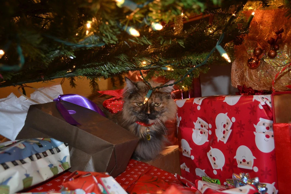 A gde je poklon za mene?