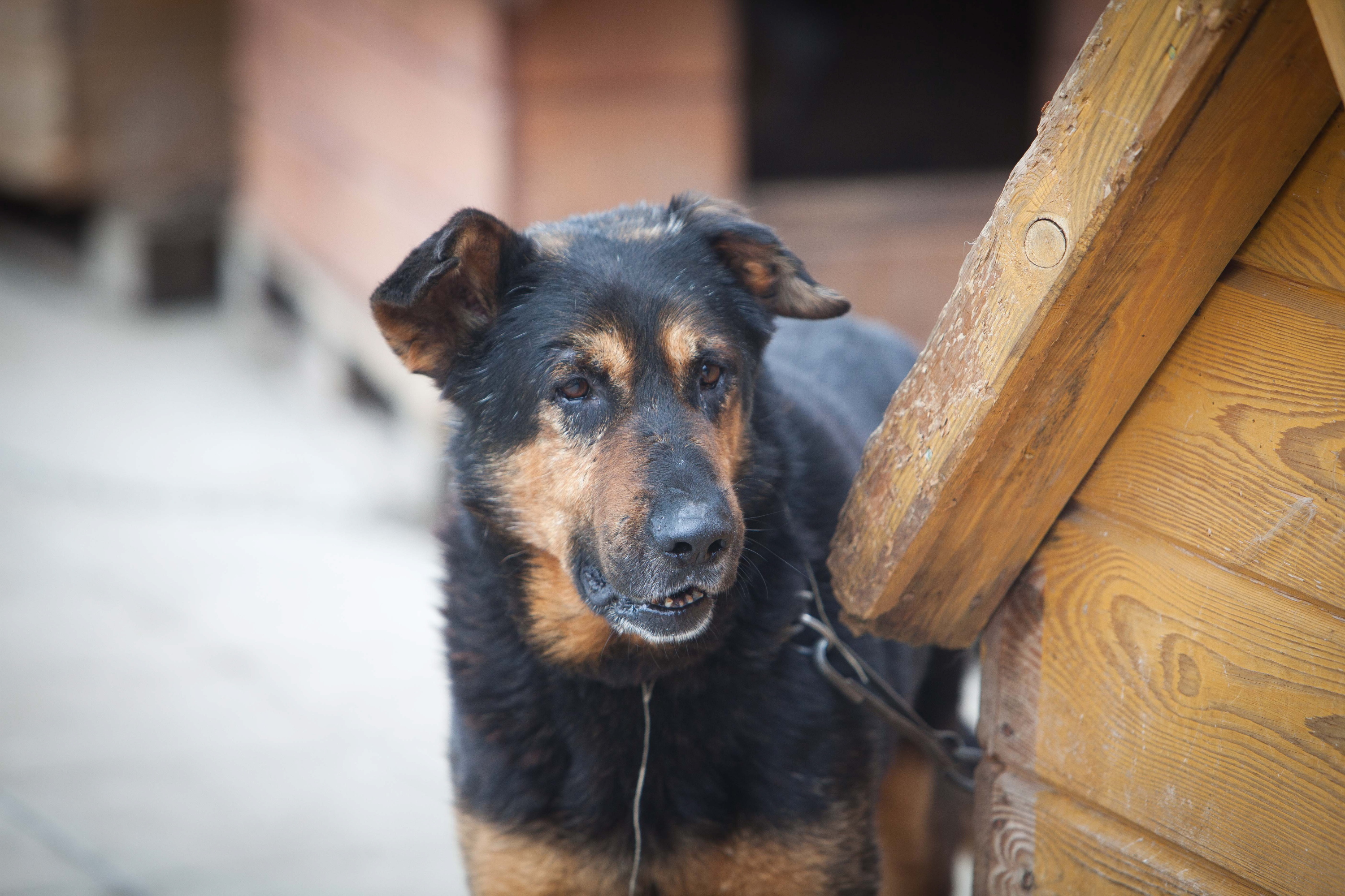 Koniec z trzymaniem psów na uwięzi. Sejm przyjął ustawę
