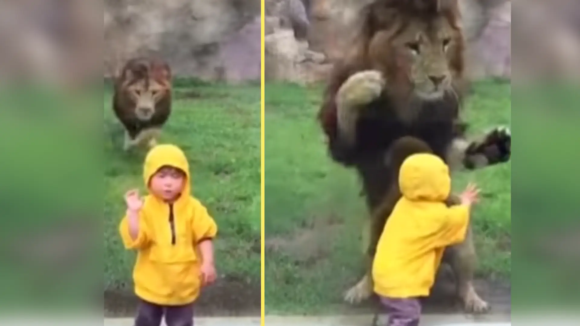 Chwile grozy w ZOO. Rozdrażniony lew rzucił się na dziecko