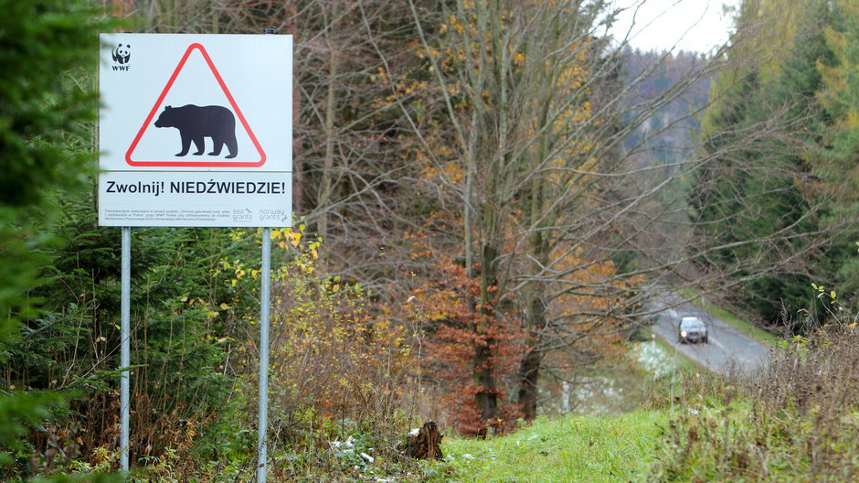 Znak ostrzegający przed niedźwiedziami w Bieszczadach
