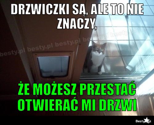 Najlepsze memy o kotach