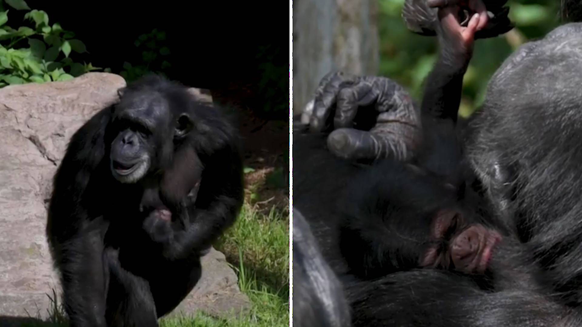 V zoo sa narodilo mláďa ohrozeného šimpanza, zabíjajú ho najmä lovci a strata biotopu