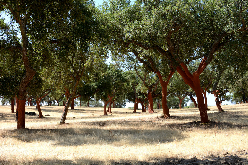 Alentejo