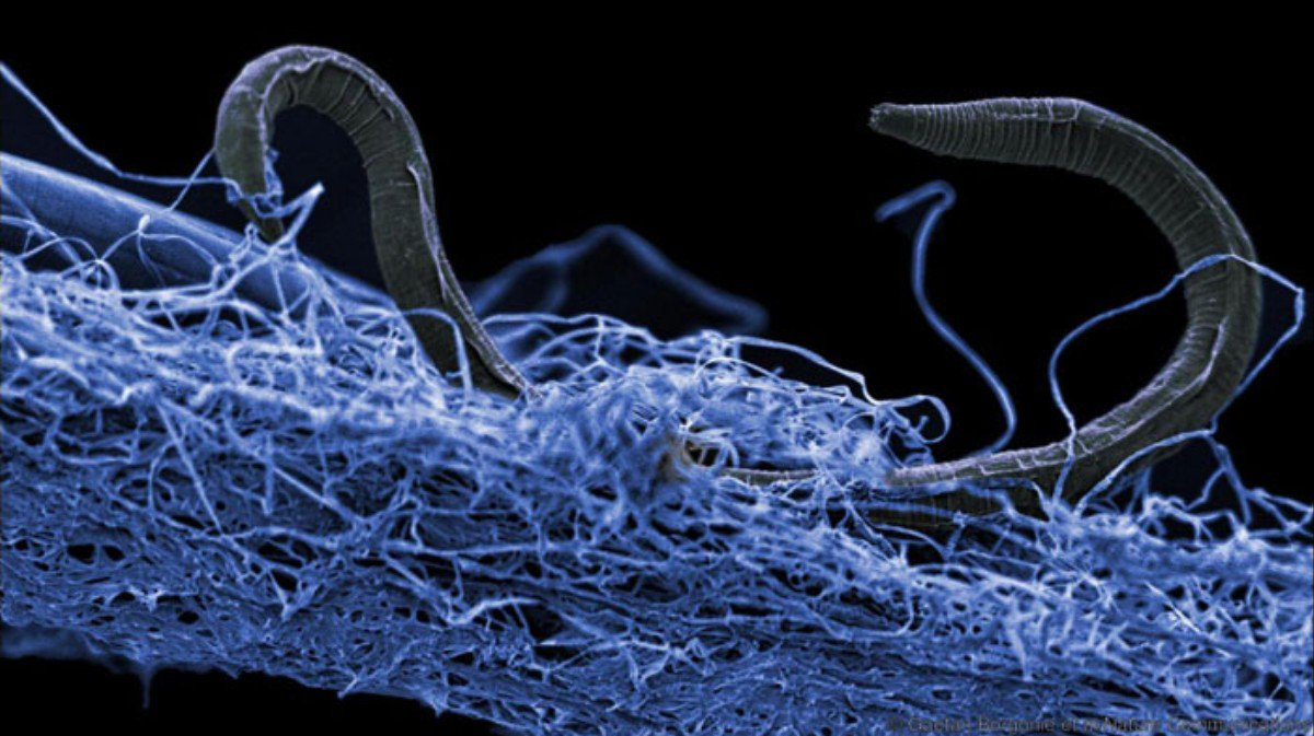 V podzemnom ekosystéme žijú miliardy mikroorganizmov.