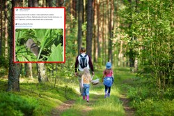 Jadowite ssaki w Polsce. Leśnicy ostrzegają. Gdzie należy uważać?