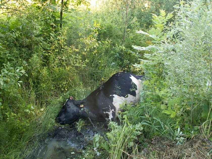 Zderzyli się z krową. Dwie osoby ranne. FOTO