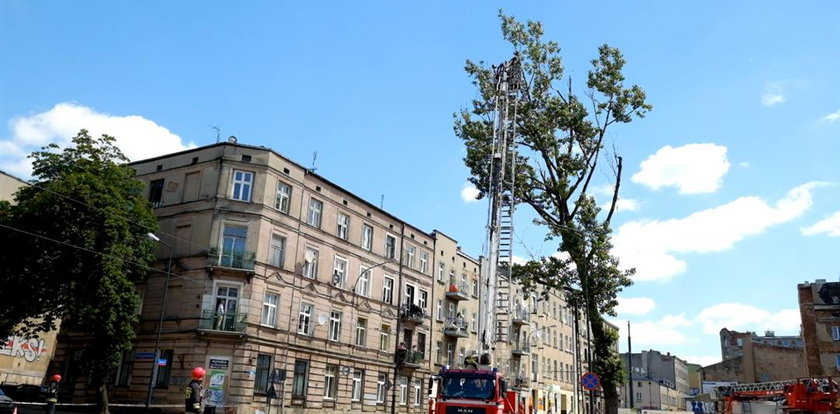 Tak wycinają drzewo w mieście. Skuteczna akcja strażaków.