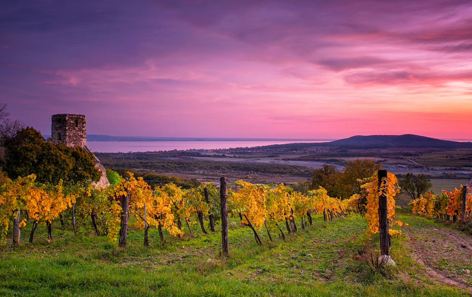 Szlakiem wina - Węgry, Istria, Gruzja...