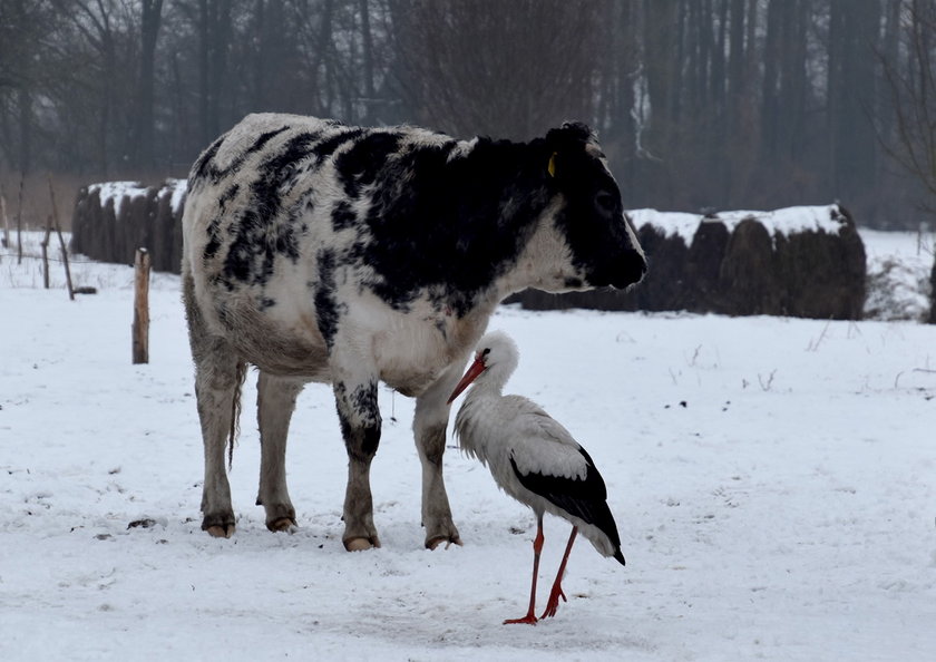 Pogoda. Wiosna nadchodzi? Bocian nie może się mylić!