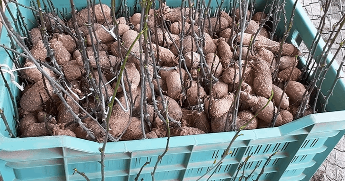 FG distributes yam seeds, other inputs to farmers in Kaduna Pulse Nigeria