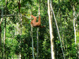 Borneo, Semenggoh Wildlife Centre