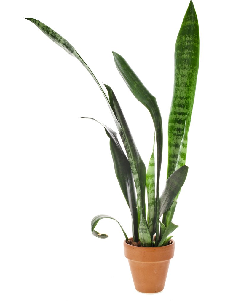 Sansewieria gwinejska (Sansevieria trifasciata)