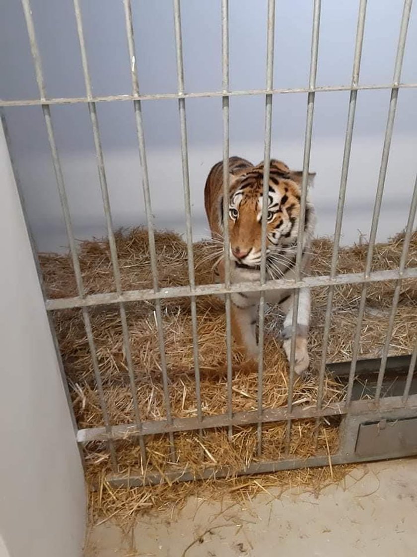 Zoo broni się w sprawie uratowanych tygrysów