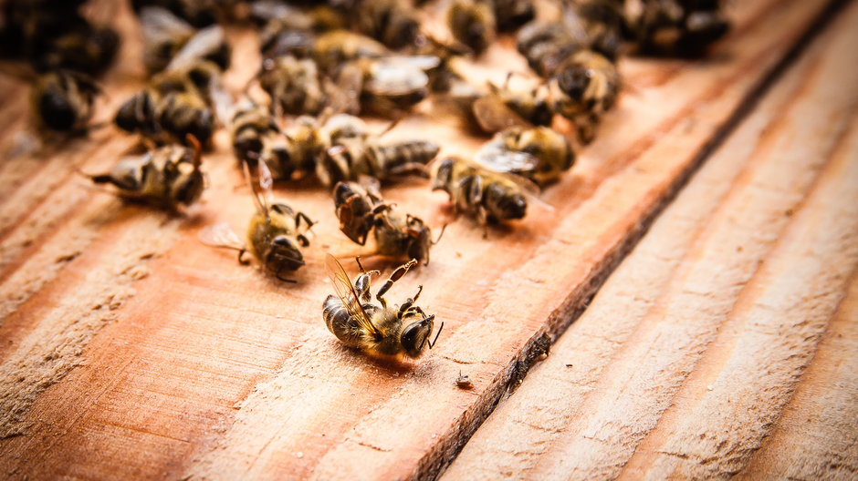 Brudzew: Prokuratura prowadzi śledztwo w sprawie masowego zatrucia pszczół