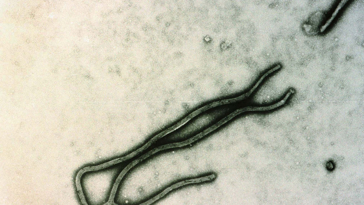 W ciągu ostatniego tygodnia ofiary śmiertelne Eboli w Kongo, podwoiły się. Wirus może się ciągle rozprzestrzeniać - informuje serwis abcnews.go.com