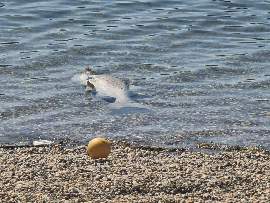 Nije prijatan prizor, ali nadležni tvrde da nije ništa opasno