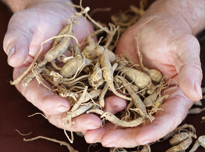 Korzeń żeń szenia