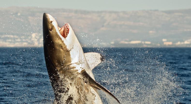 great white shark breaching