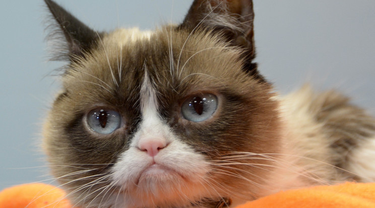 Nyugodj békében, Grumpy Cat! / Fotó: Northfoto