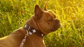 Schick und praktisch: Halsbänder für Hunde in verschiedenen Farben 