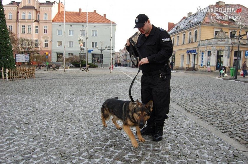 Policja w Tarnowskich Górach ma nowego psa. To owczarek niemiecki Kair