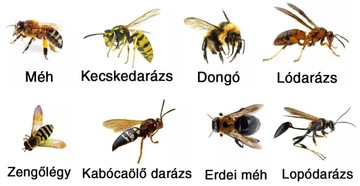 Méh és darázs: ez a különbség