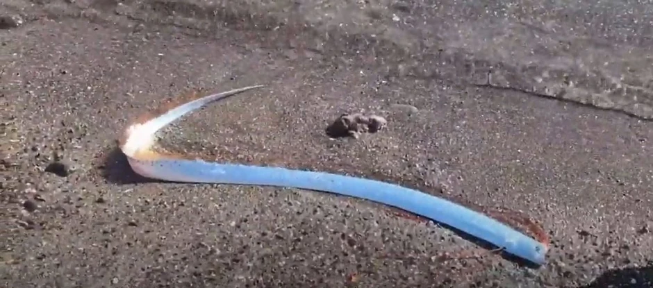 Riba sudnjeg dana na pesku