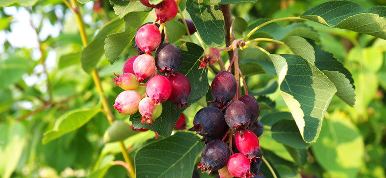 Świdośliwa - drzewko owocowe, które bywa uprawiane jako roślina ozdobna.Odmiany i pielęgnacja