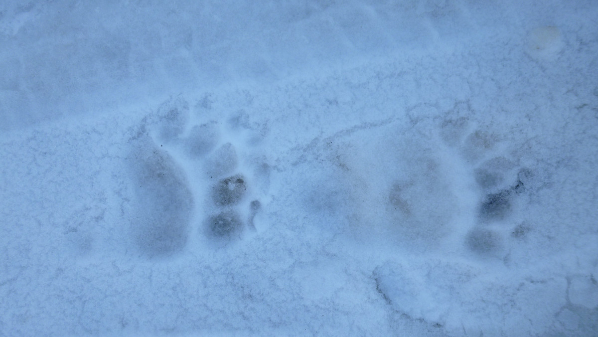 Tatry: Budzą się niedźwiedzie. Zaobserwowano pierwsze ślady